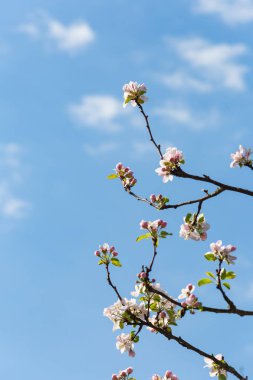 elma çiçeği blueksy arka planda bir güneşli bahar gününde Güney Almanya'da