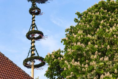 güneşli bir akşamı Güney Almanya kırsal kesimde dans direği çam ağacı