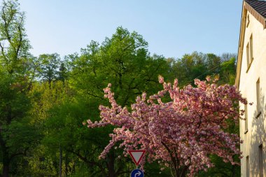kiraz ağacı Bahar çiçeği, stuttgart yakınındaki güney Almanya şehrinde şehir parkı