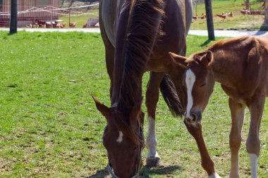 Tay, Güney Almanya güneşli mavi gökyüzü gün Doğu springbreak tatil ile anne at