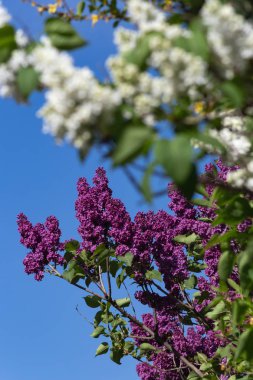 Güney Almanya kırsal mavi gökyüzü güneş mutlu günü bahar çiçeği