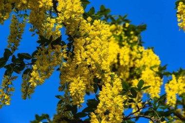 Bahar çiçeği Güney Almanya'da bir bikeway kırsal kırsal kesimde, parlak renkler