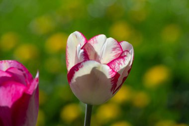 Güney Almanya kırsal Bahar Çiçeği yeşil çayır güneş mutlu günü