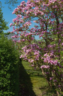 Manolya yeşillik çiçek güzel mavi gökyüzünde bahar güneşli mutlu tatil, Güney Almanya kırsal kırsal üzerinde