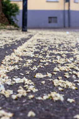 LimeTree dalları ve ilkbahar Güney Almanya'da çiçeği