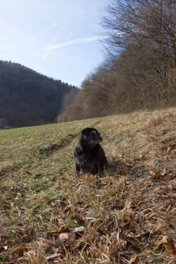 adlandırılmış adelheid Ocak ayında kış güneşi rahatlatıcı Güney Almanya park alan yapıyor Pug mops