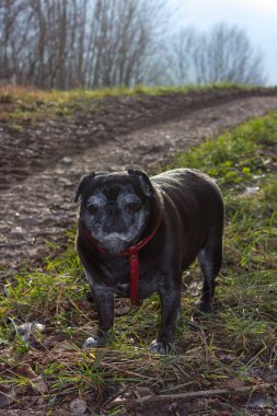 Pug mops kış yapıyor adelheid adlı Ocak ayında Güney Almanya park alıştırmada güneş