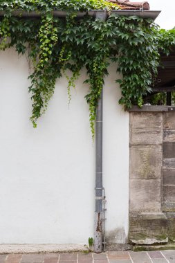 tarihi binanın güney Almanya'da beyaz duvar üzerinde yeşil sarmaşık