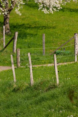 çit bahar üzerinde yeşil çim çayır, mera