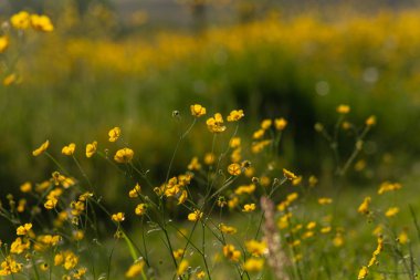 alan buttercup çiçekler bahar gündoğumu sabah ruh Güney Almanya'da, çayır çiçek açması