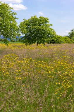 mavi gökyüzü güneşli güzel bahar çayır çiçek Güney Almanya'da geniş görünüm