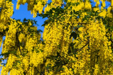 Bahar çiçeği Güney Almanya'da bir bikeway kırsal kırsal kesimde, parlak renkler