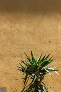 çiçekler bahar güneşli gün tarihi Alman Park