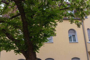 LimeTree dalları ve ilkbahar Güney Almanya'da çiçeği