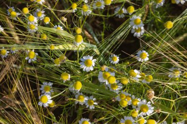 papatya veya papatya çiçek mavi gökyüzü altındaki Mısır alanında Güney Almanya'nın kırsal kırsalında yaz güneş günü