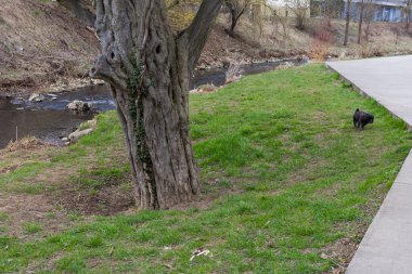 Şehir Parkı Doğu İlkbahar, Güney Almanya tatil zamanı simgesiyle ağaçlarda