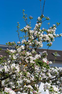 Güney Almanya kırsal güzel mavi gökyüzü güneşli bahar Nisan tatil üzerinde Appletree yeşillik çiçek