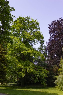 yeşil bahar ağaçlara Şehir Parkı Güney Almanya tarihi manzara