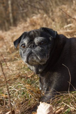 adlandırılmış adelheid Ocak ayında kış güneşi rahatlatıcı Güney Almanya park alan yapıyor Pug mops