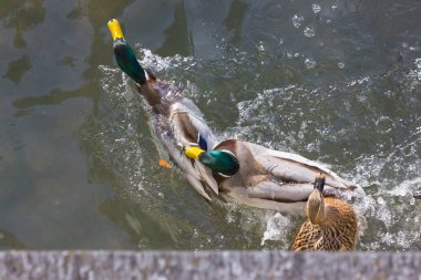 güneşli nehir Gıda için bir Aralık varış gününde Güney Almanya Münih şehri yakınlarında ve stuttgart mücadele ördekler