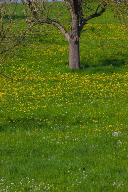 Karahindiba çayır güneye Alman bahar güneşli bir günde çiçek açması