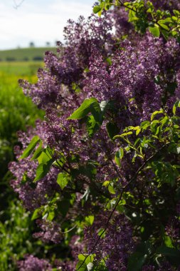 Güney Almanya kırsal Bahar Çiçeği yeşil çayır güneş mutlu günü