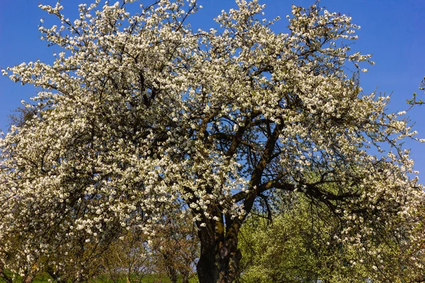 Détail Pommier Avec Fleur Sur Horizon Ciel Bleu Ensoleillé Printemps — Photo