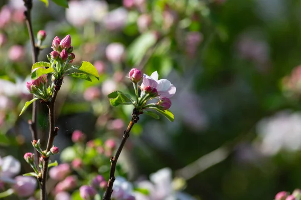 Apple Blossom Тлі Darkgreen Весна Сонячний День Південній Німеччині — стокове фото