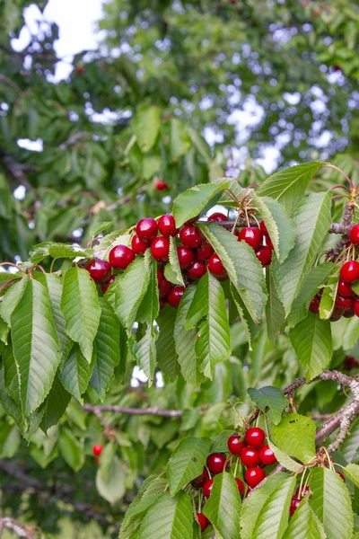 Kiraz Kırmızı Meyve Ağacı Güney Almanya Orchard Kırsal Kırsal Kesimde — Stok fotoğraf