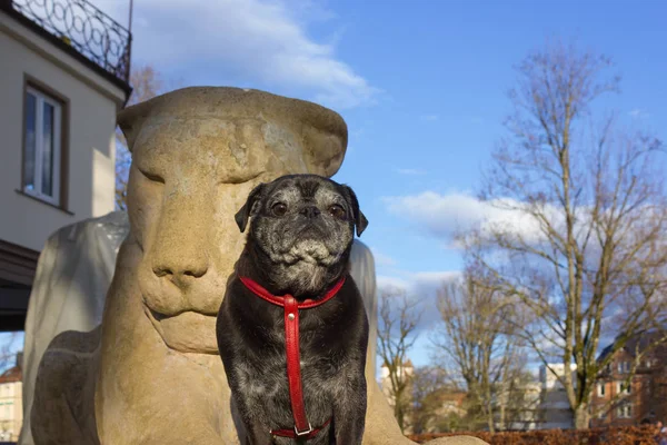 Trapeadores Pug Llamado Adelheid Sentado Una Estatua León Parque Histórico — Foto de Stock