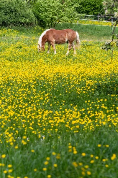 Haflinger Лошадь Лютик Цветущий Луг Южной Германии Весной — стоковое фото