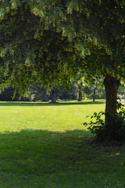 Lindenblüte Historischen Park Einem Sonnigen Tag Mit Blauem Himmel — Stockfoto