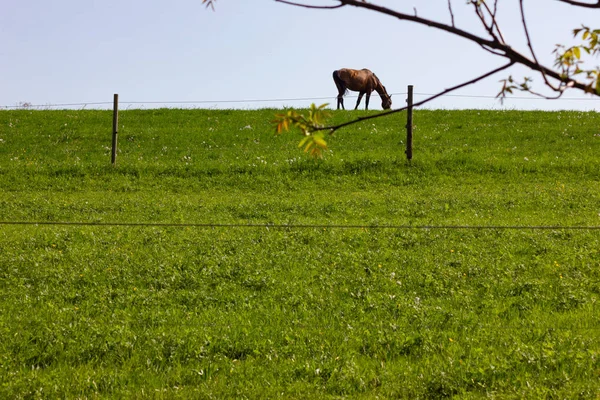 Weide Afrastering Lente Groen Gras Weide — Stockfoto