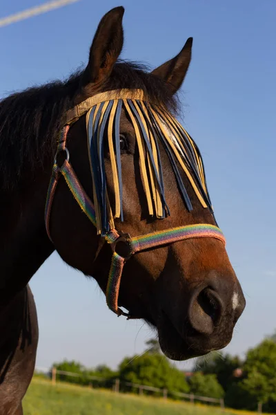 Cavallo Marrone Sul Prato Primaverile Con Cielo Blu Sole Del — Foto Stock