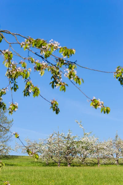 Springtime Blossom Landscape South Germany — Stock Photo, Image