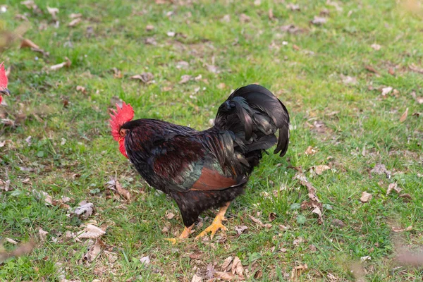 Kurczak Trawnik Wiosna Wschodniej Szczęśliwy Ogród Czasie Południowe Niemcy Słoneczny — Zdjęcie stockowe