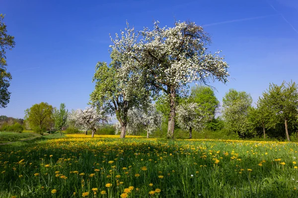 Löwenzahn Und Apfelbaum Blühender Blauer Himmel Frühling Ländliche Landschaft Süddeutschlands — Stockfoto