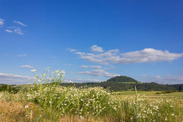 Camomila Camomila Flor Campo Milho Sob Céu Azul Verão Sol — Fotografia de Stock