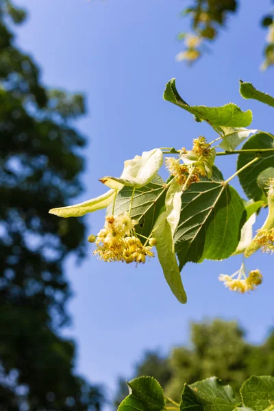 Linden Tree Blossom Historical Park Blue Sky Sunny Day — Stock Photo, Image