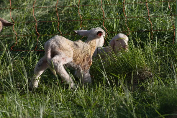 Agnello Appena Nato Dopo Madre Pecora Che Partorisce Nel Prato — Foto Stock