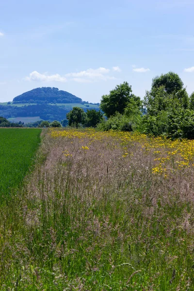 Weite Sicht Auf Schöne Frühlingswiesen Blumen Blauen Himmel Sonniger Tag — Stockfoto