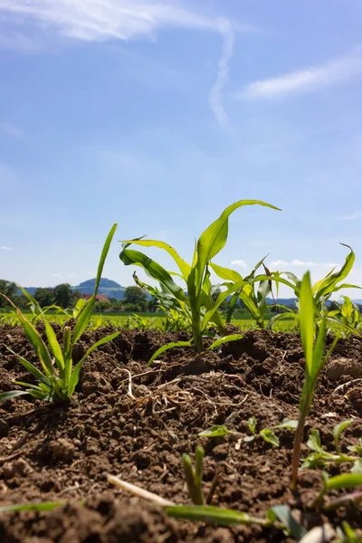 Campo Maíz Joven Bajo Cielo Azul Sol Día Primavera Sur —  Fotos de Stock