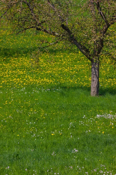 Dandelion Meadow Blossoming South German Springtime Sunny Day — Stock Photo, Image