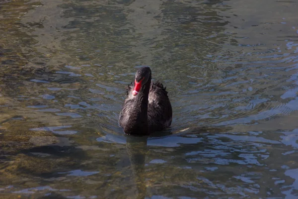 Uccelli Acquatici Anatre Cigni Nel Fiume Primaverile Una Giornata Sole — Foto Stock