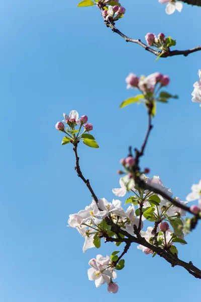 Apple Blossom Тлі Blueksy Весна Сонячний День Південній Німеччині — стокове фото