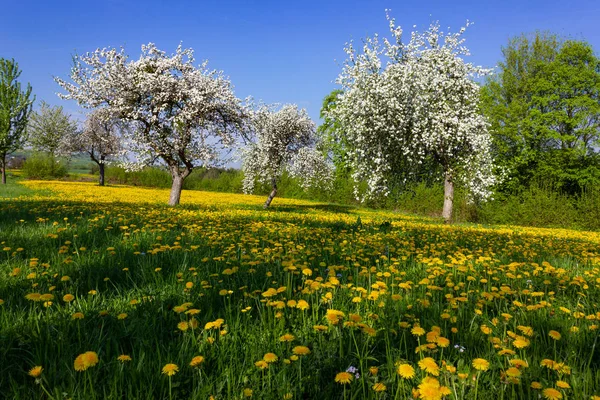 タンポポとアップル ツリー春南ドイツの田舎で開花の青い空 — ストック写真