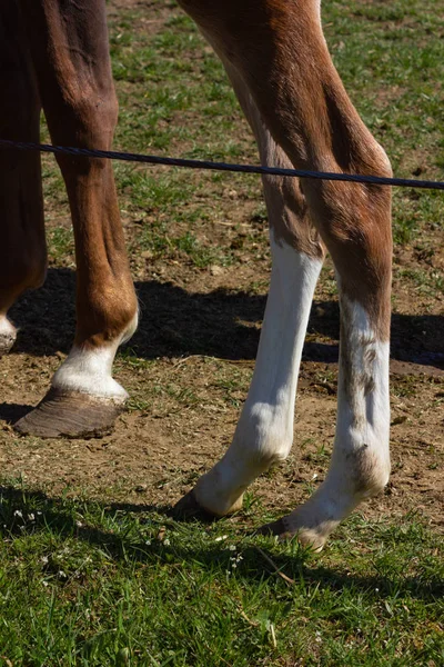 Mutter Pferd Mit Fohlen Beim Osterfrühlingsurlaub Süddeutschland Sonniger Blauer Himmelstag — Stockfoto