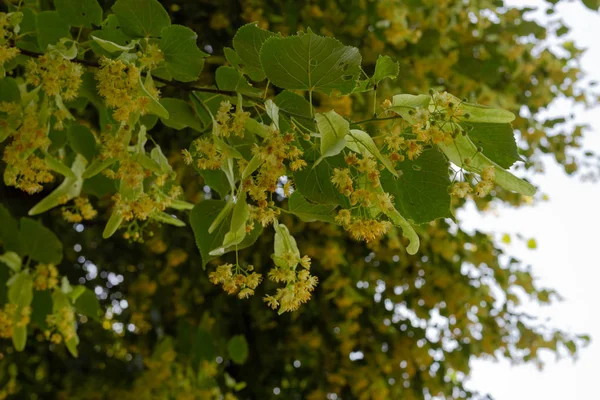 Tilleul Fleurissent Dans Parc Historique Par Une Journée Ensoleillée Ciel — Photo