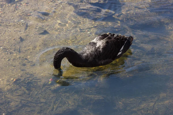 Aves Aquáticas Patos Cisnes Rio Primavera Dia Ensolarado Alemanha Sul — Fotografia de Stock