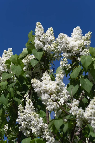 Primavera Florescer Céu Azul Sol Dia Feliz Sul Alemanha Campo — Fotografia de Stock